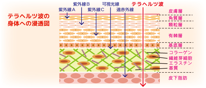 �e���w���c�g�̐g�̂ւ̐Z���}